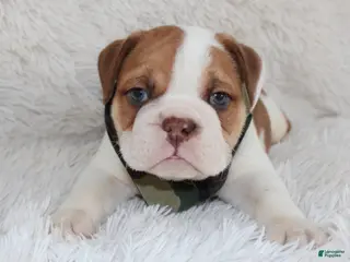 English Bulldog dogs AKC Ozzy - Ad 35