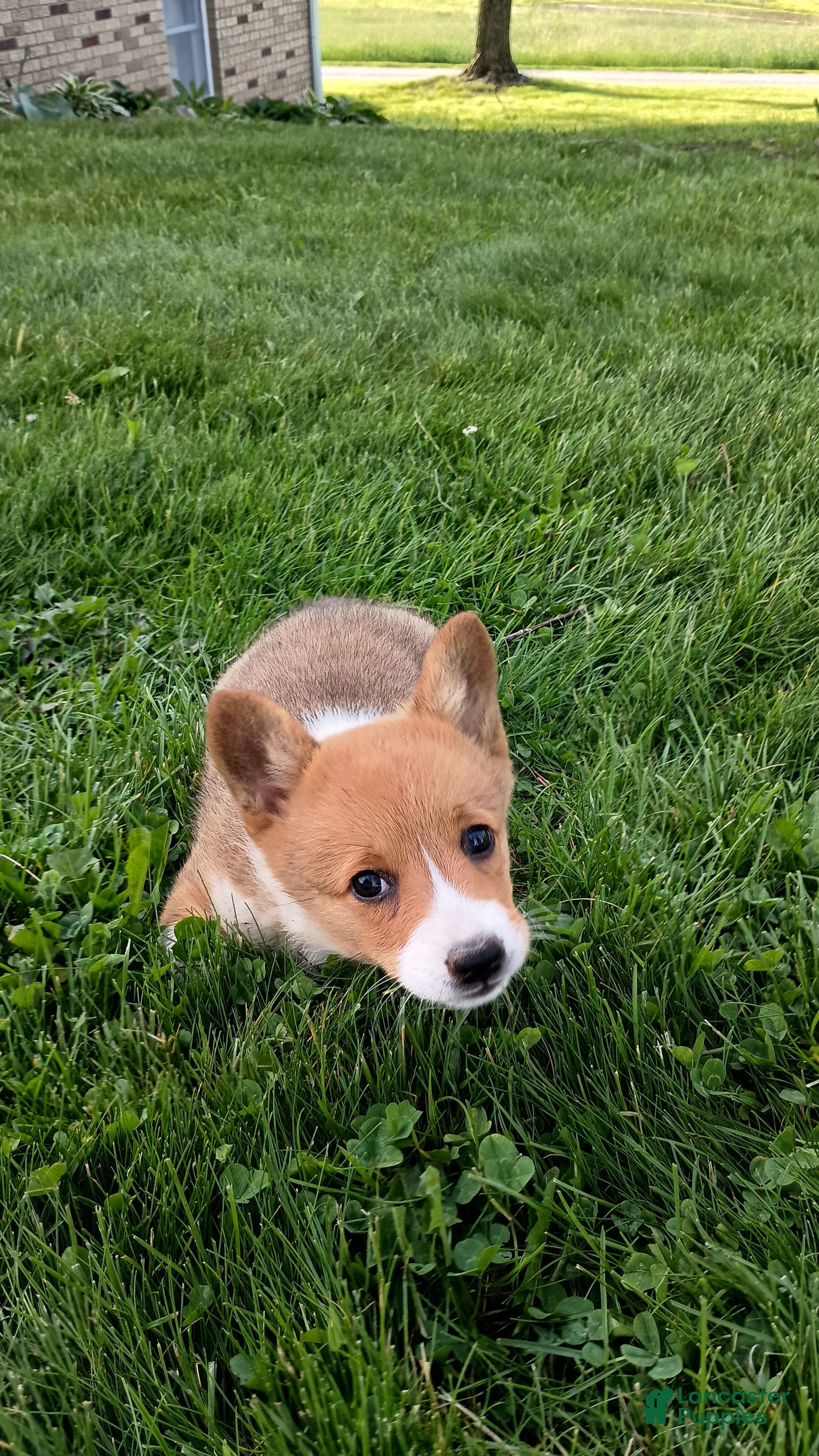 Welsh Corgi Pembroke dogs Buttercup - Ad 2