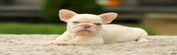 French Bulldog dogs for sale: Ace - Platinum - Ad 3