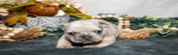 French Bulldog dogs for sale: Celeste - Ad 3