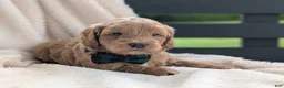 Mini Goldendoodle dogs for sale: Brody - Ad 5