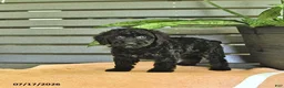 Miniature Poodle dogs for sale: Carissa - Ad 2