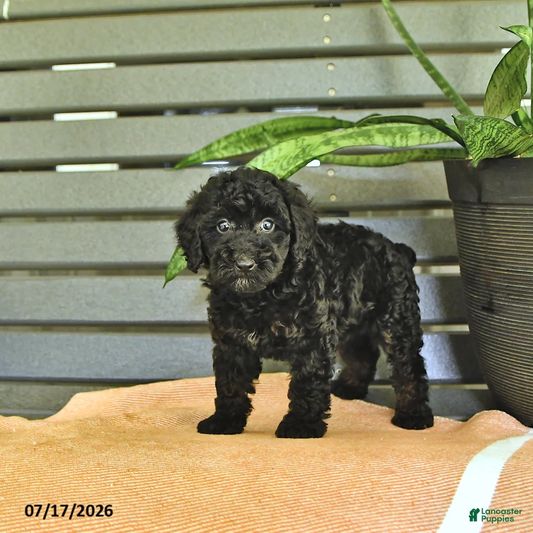 Miniature Poodle dogs for sale: Carissa - Ad 2