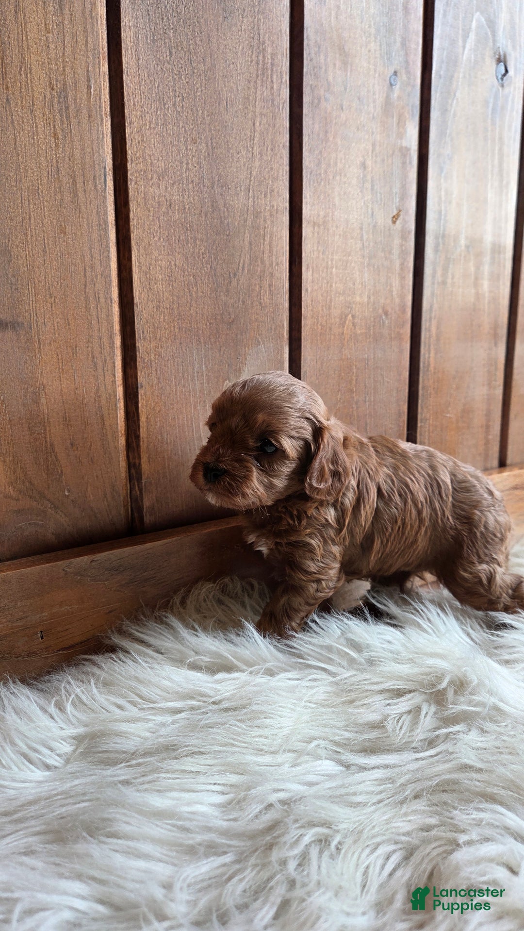 Cavapoo dogs for sale: Jasper - Ad 3