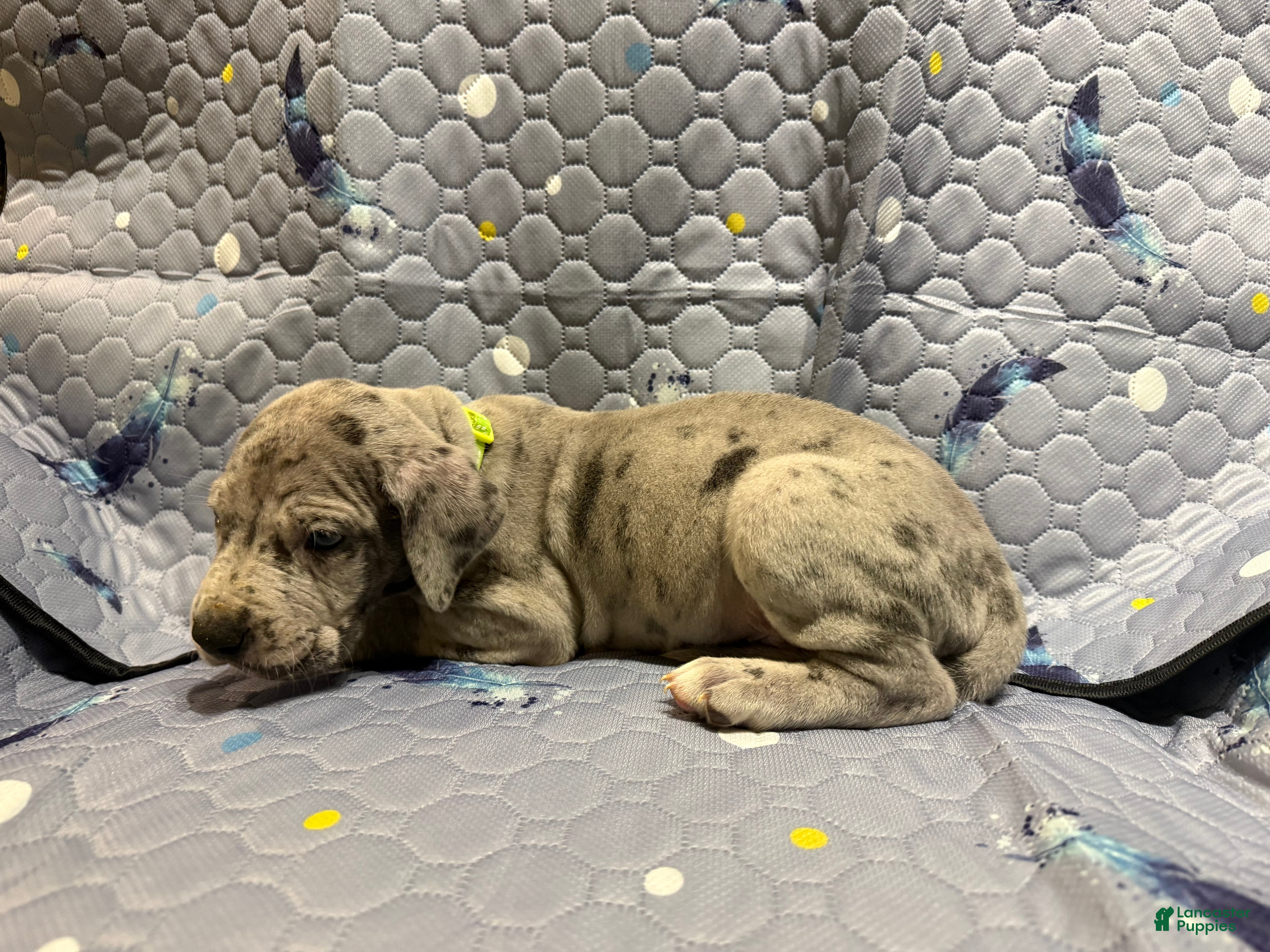 Great Dane dogs Sheldon - Ad 14