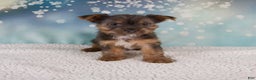 Yorkshire Terrier dogs for sale: Kollin - Ad 9