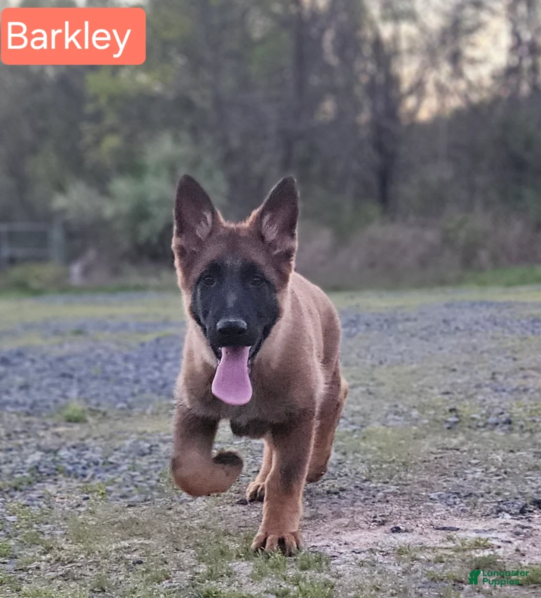 German Shepherd dogs for sale: Barkley  - Ad 2