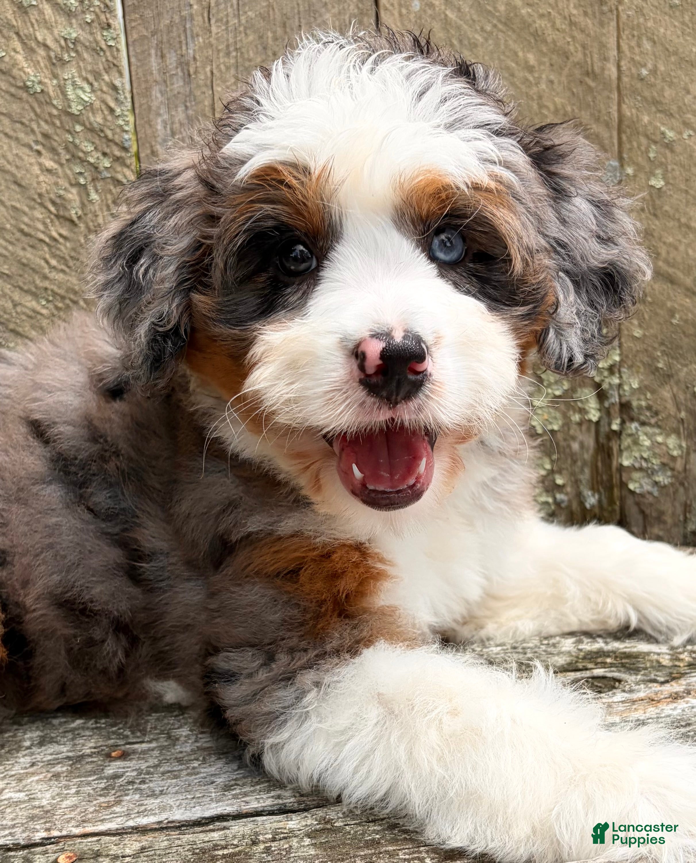 Mini Bernedoodle dogs 💜IN BOSTON MASSACHUSETTS AREA💜ONE BLUE EYE💜MINI BERNEDOODLE GIRL💜 - Ad 2