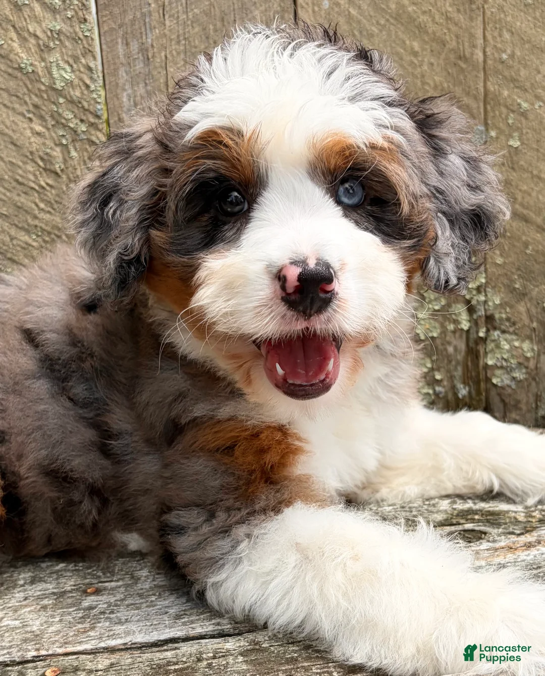 Mini Bernedoodle dogs for sale: 💜IN BOSTON MASSACHUSETTS AREA💜ONE BLUE EYE💜MINI BERNEDOODLE GIRL💜 - Ad 2