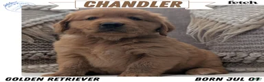 Chandler 