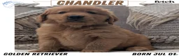 Golden Retriever dogs for sale: Chandler  - Ad 1