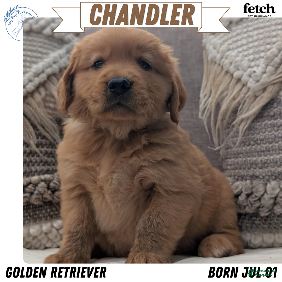 Golden Retriever dogs for sale: Chandler  - Ad 1