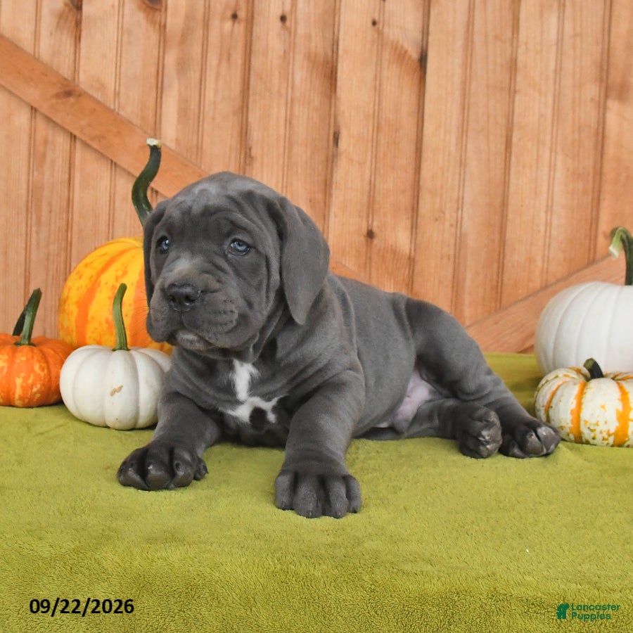 Cane Corso dogs Cowboy - Ad 1
