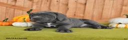 Cane Corso dogs for sale: Cowboy - Ad 1
