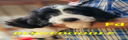Bernedoodle dogs for sale: Bernedoodle  - Ad 8