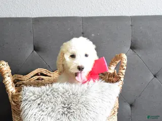 Goldendoodle dogs for sale: Goldendoodle Puppy 3 - Ad 4