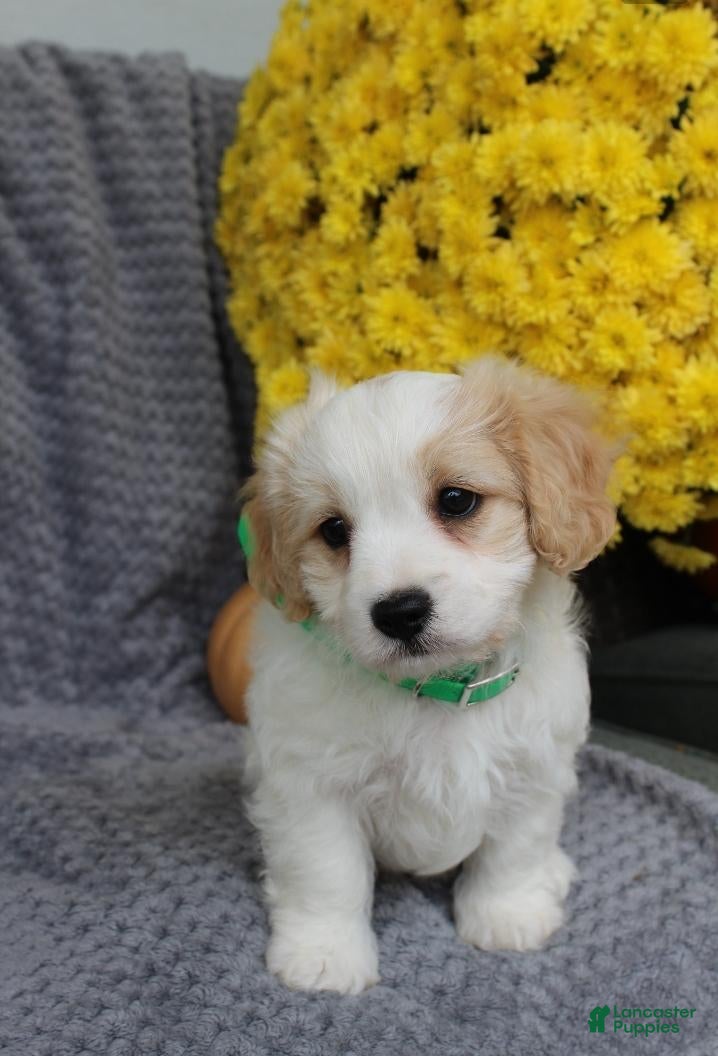 Cavachon dogs Buddy - Ad 1