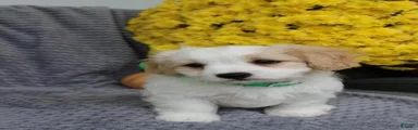Buddy