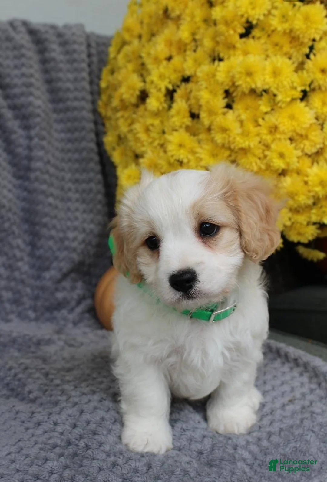 Cavachon dogs for sale: Buddy - Ad 1