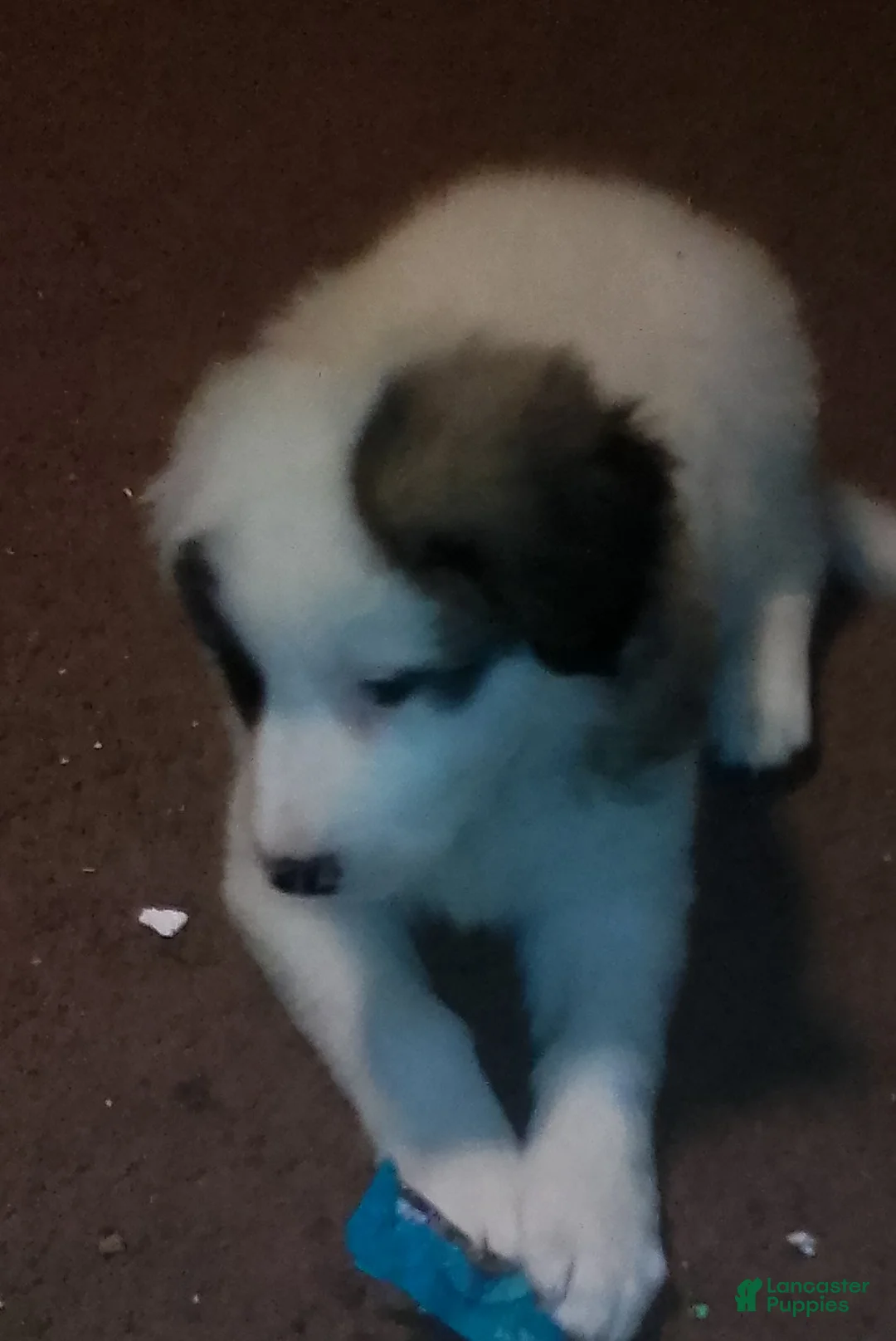 Mixed Breed dogs for sale: Spot Spot  - Ad 3