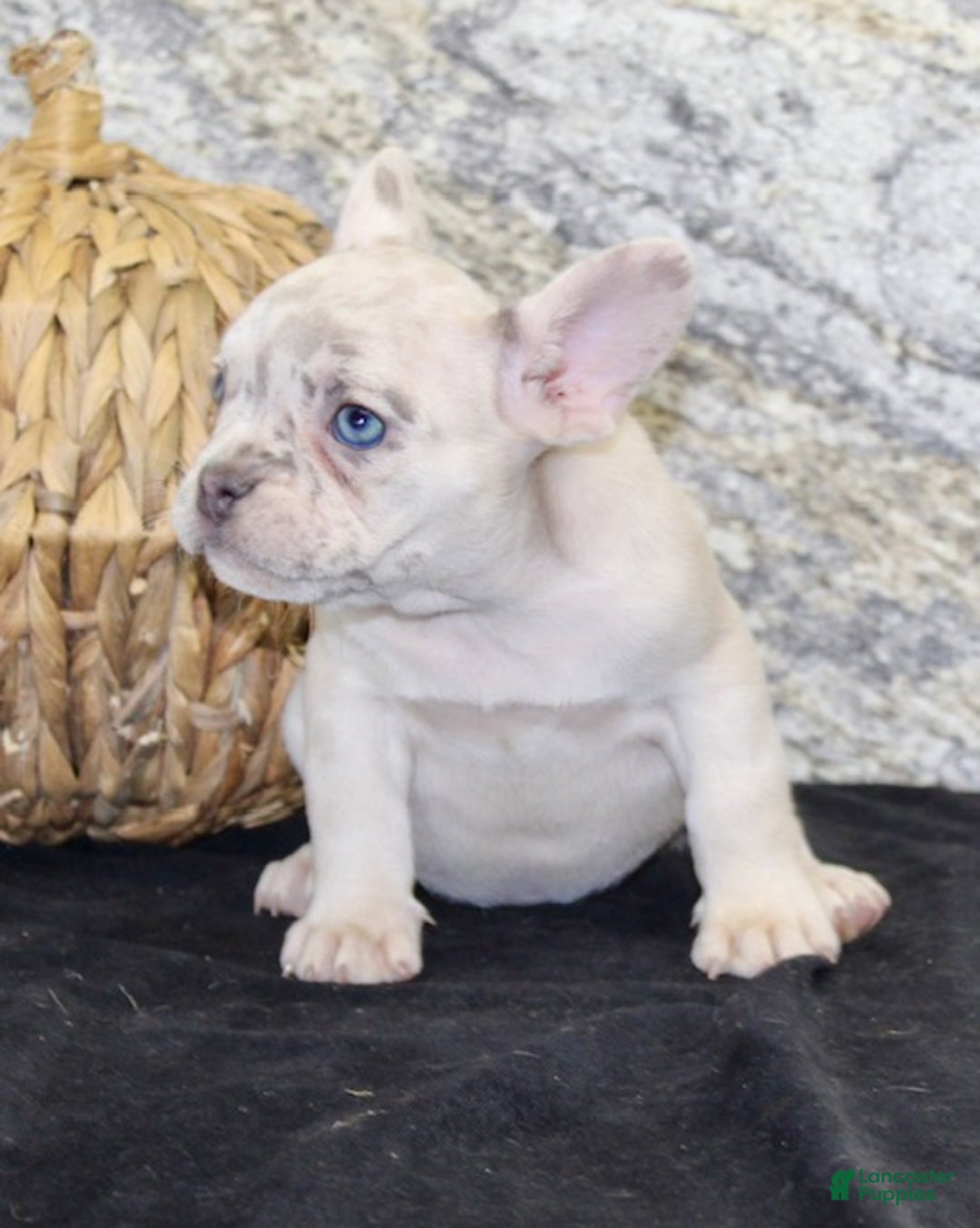French Bulldog dogs for sale: Marla - Ad 4