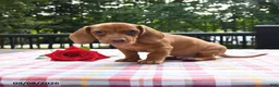 Miniature Dachshund dogs for sale: Rex - Ad 1