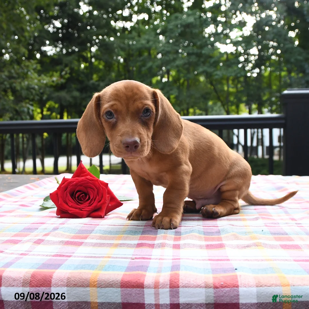 Miniature Dachshund dogs for sale: Rex - Ad 1