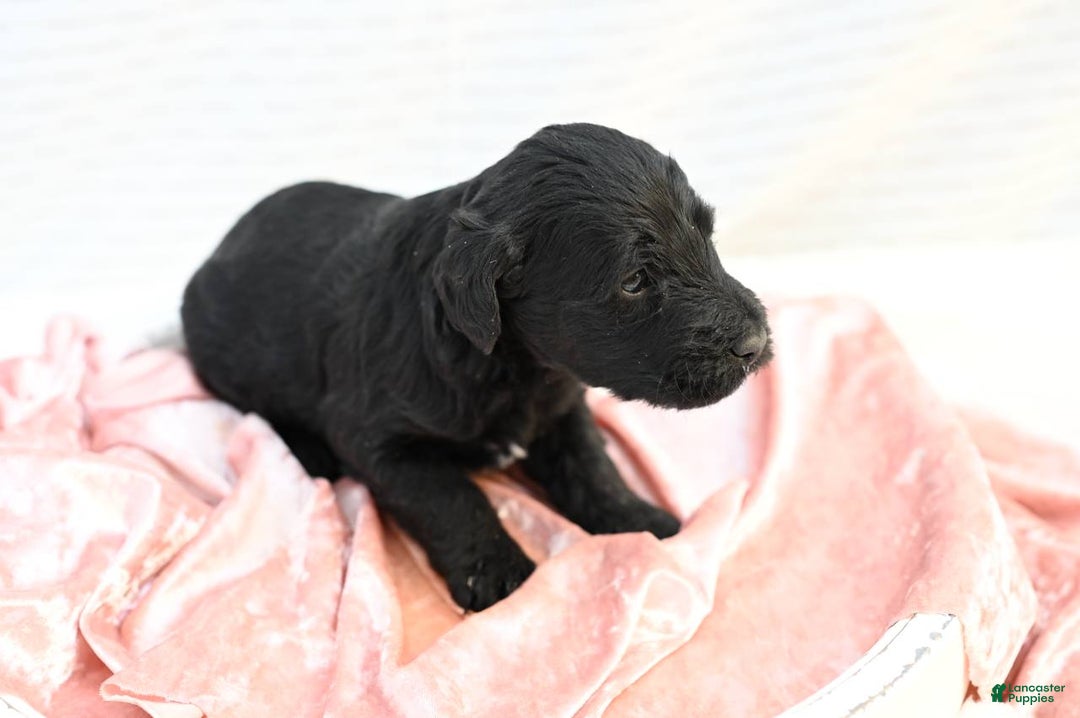 Mixed Breed dogs for sale: Blossom - Ad 2