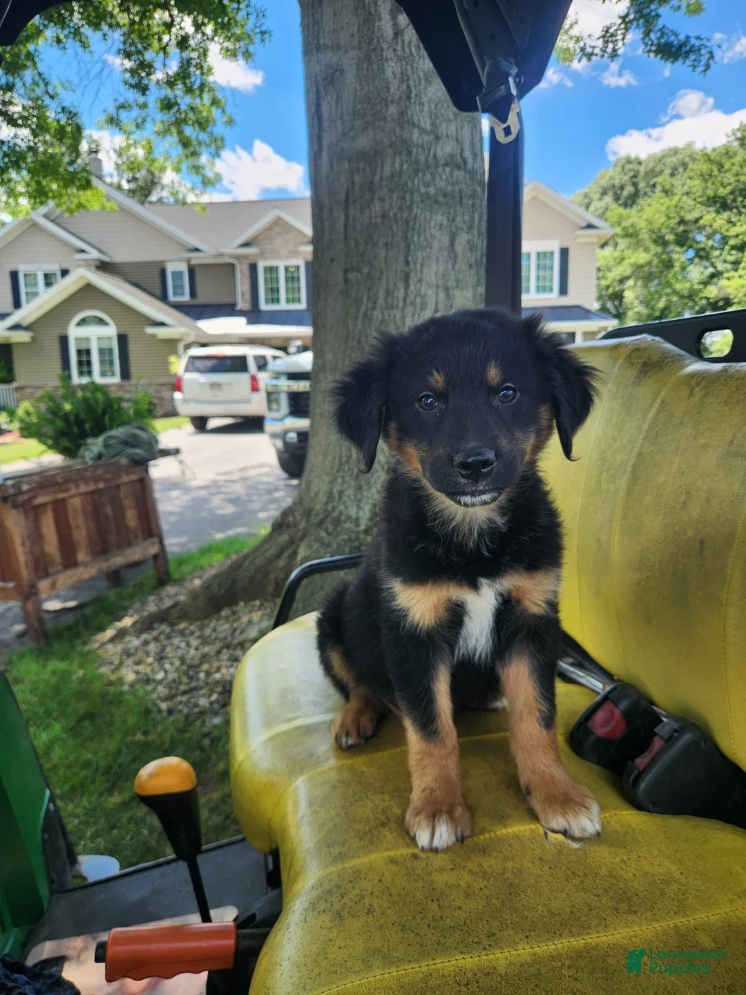 Mixed Breed dogs for sale: Buster  - Ad 1