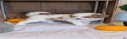 Miniature Poodle dogs for sale: Lucy - Ad 5
