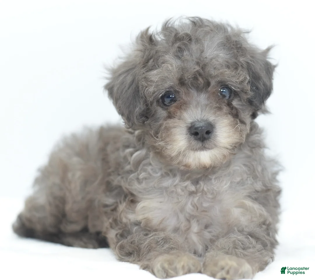 Toy Poodle dogs for sale: Carter! Silver toy male poodle puppy  - Ad 1