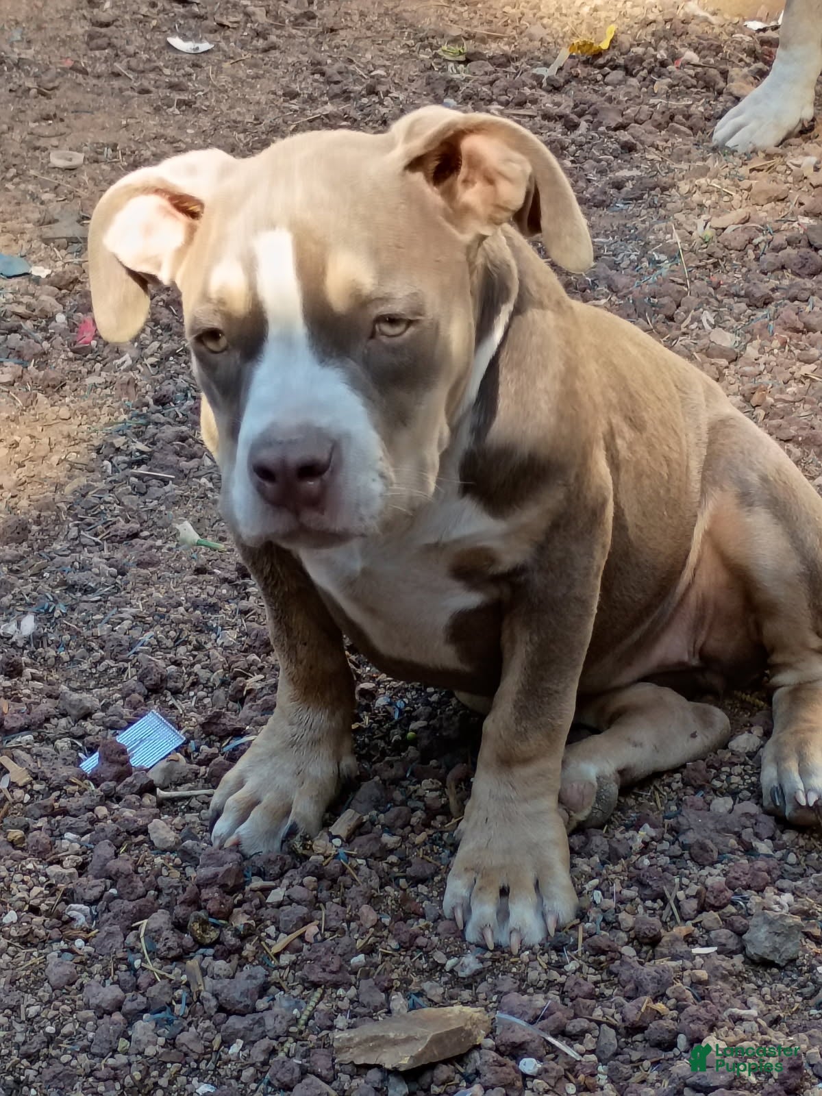 American Bully dogs American Bully 1 - Ad 28
