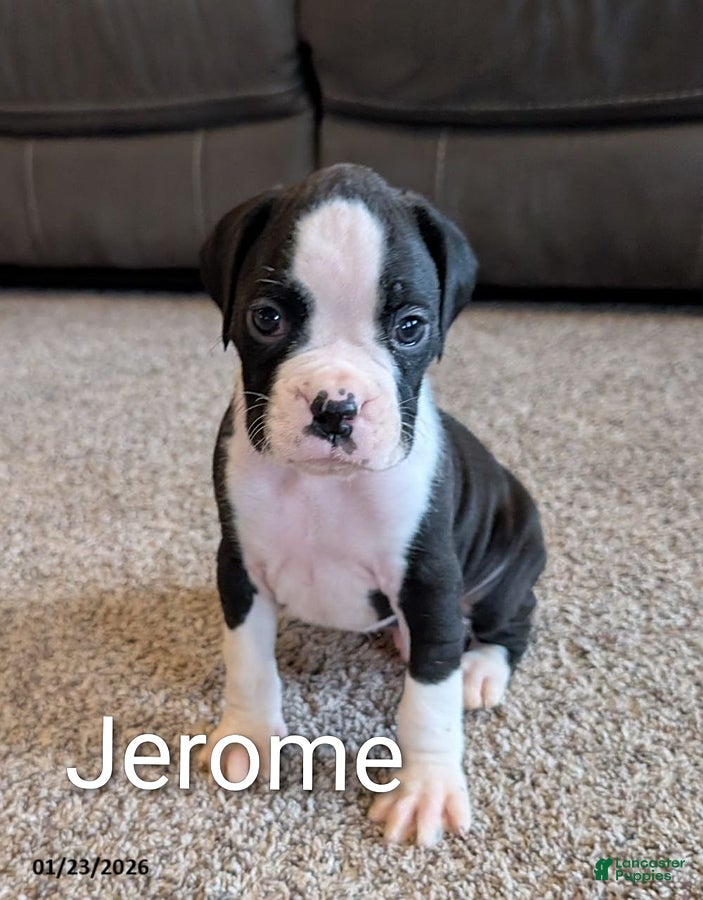 Boxer dogs Jerome - Ad 7