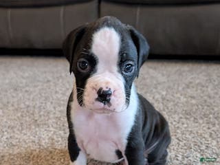 Boxer dogs Jerome - Ad 7