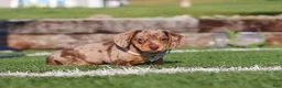 Miniature Dachshund dogs for sale: Buddy - Ad 3