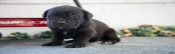 Cane Corso dogs for sale: Sidney - Ad 1