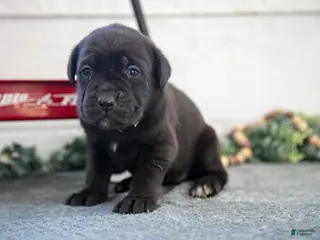 Cane Corso dogs Sidney - Ad 25