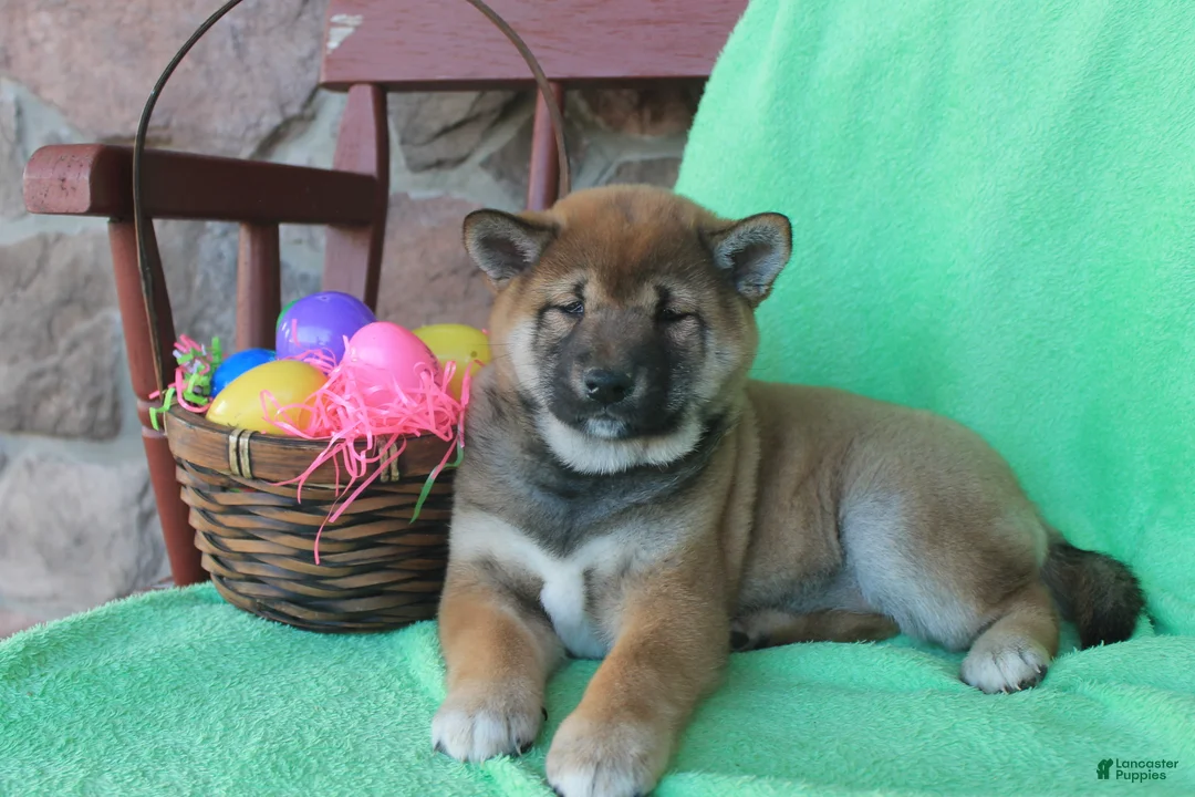 Shiba Inu dogs for sale: Sleeping Beauty - Ad 1