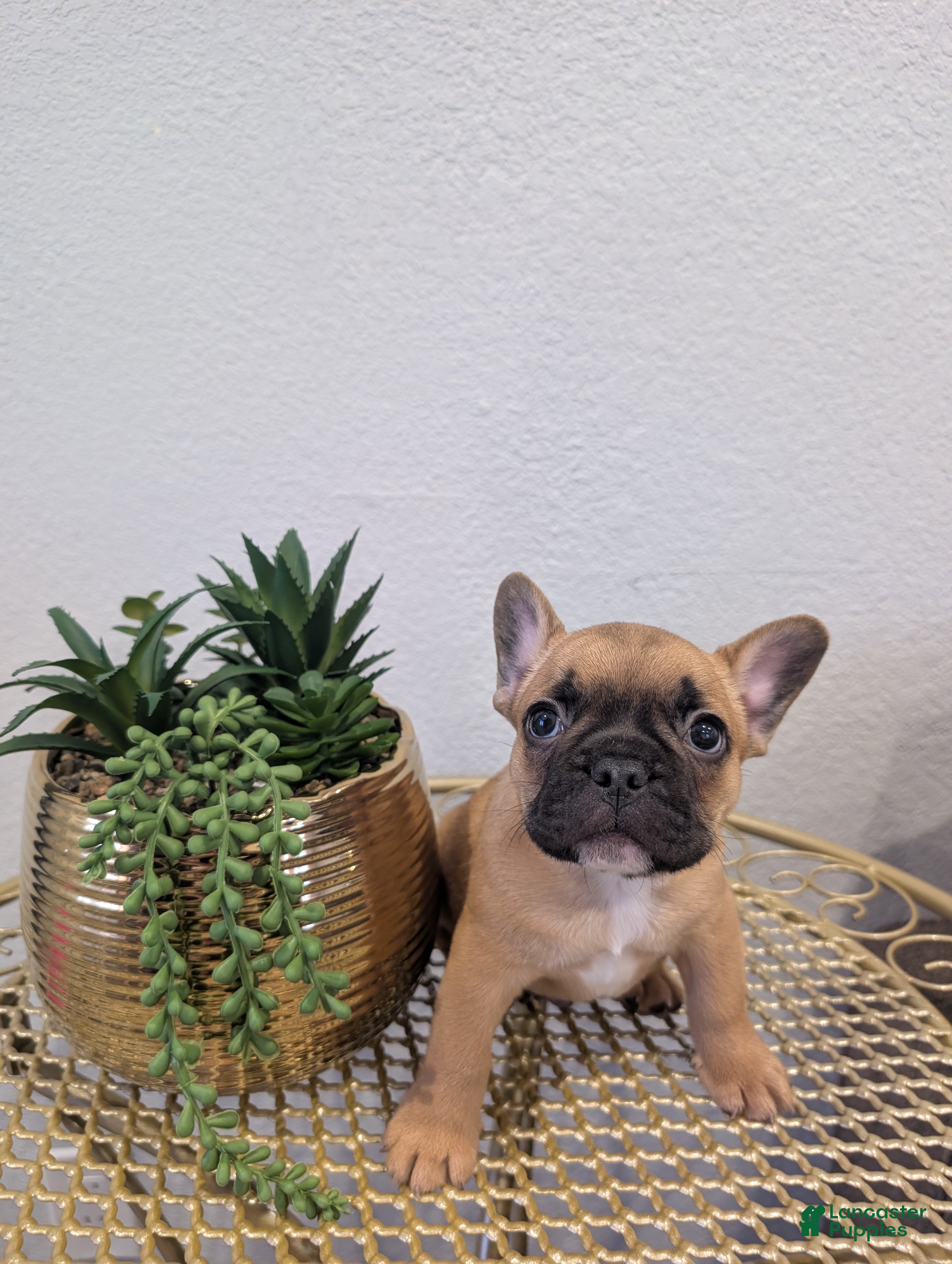 French Bulldog dogs French Bulldog Boy #1 - Ad 30