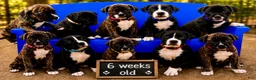 Mixed Breed dogs for sale: American Corso purple collar - Ad 8