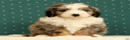 Mini Bernedoodle dogs for sale: River - Ad 6