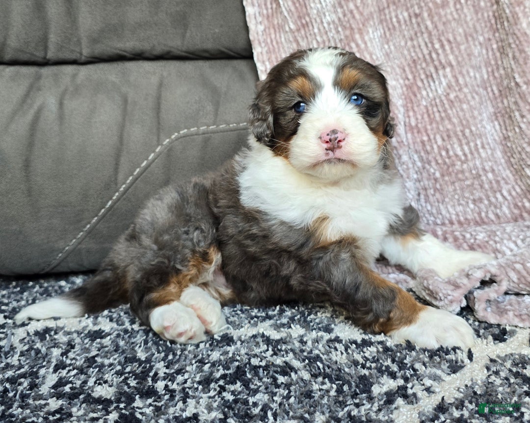 Mini Bernedoodle dogs for sale: Mini Bentley - Ad 5
