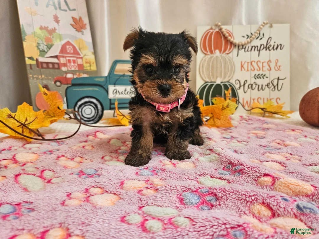 Yorkshire Terrier dogs for sale: Molly Faye - Ad 2