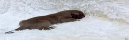 Great Dane dogs for sale: Macchiato  - Ad 5