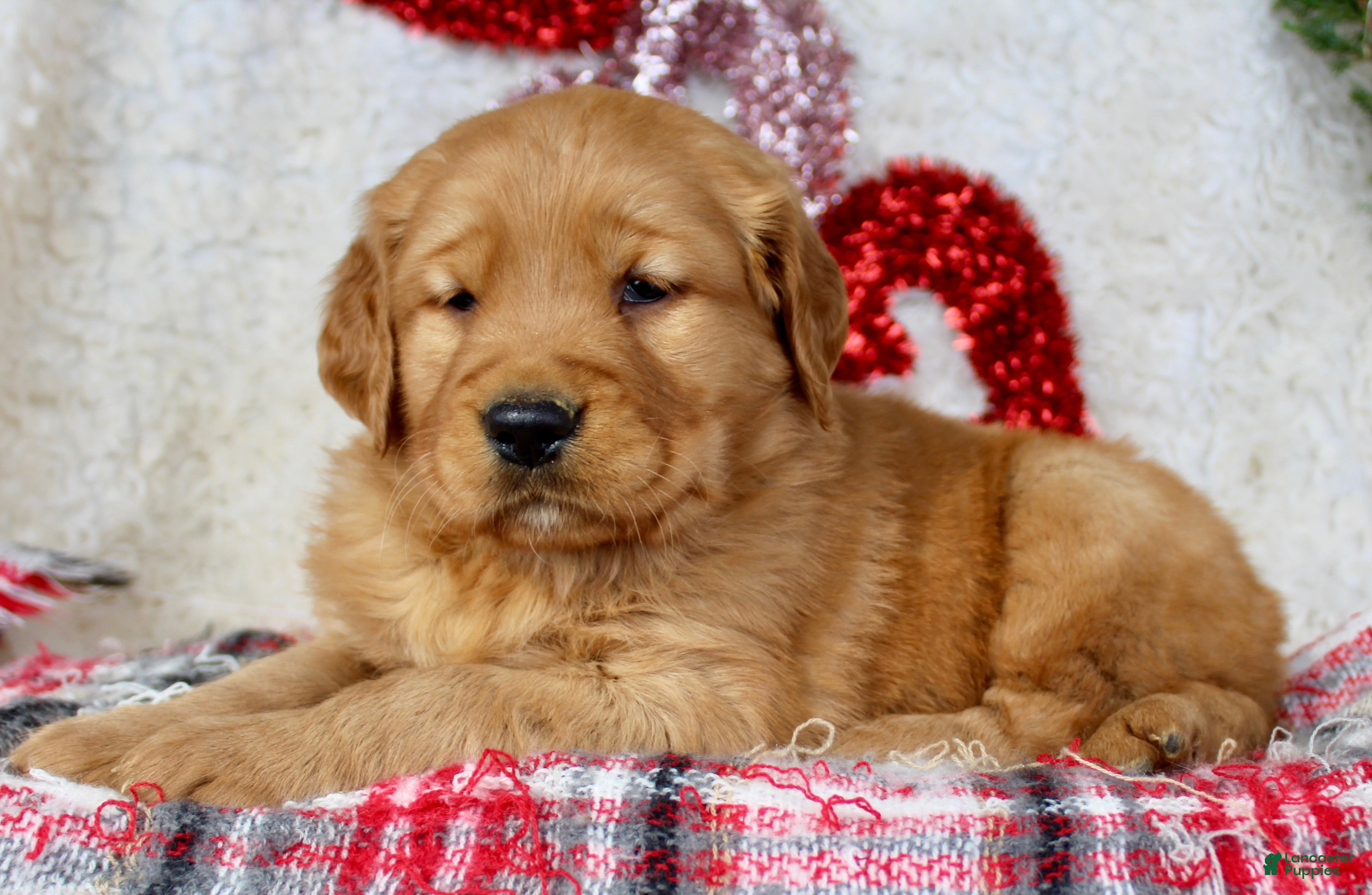 Golden Retriever dogs Golden Retriever Puppy Male 2 - Ad 3