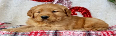 Golden Retriever Puppy Male 2