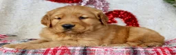Golden Retriever dogs for sale: Golden Retriever Puppy Male 2 - Ad 1