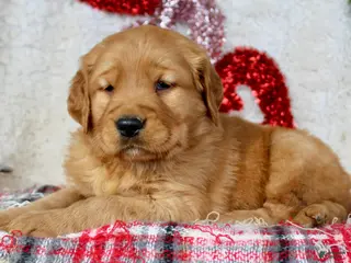 Golden Retriever dogs Golden Retriever Puppy Male 2 - Ad 3