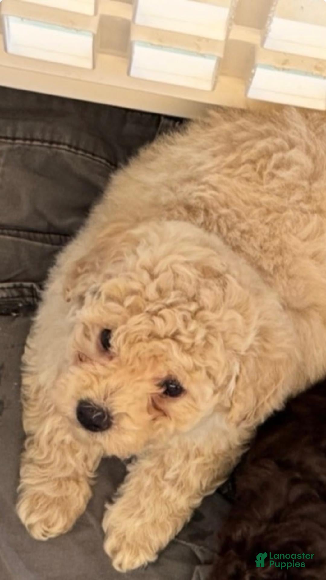 Toy Poodle dogs Toast - Ad 20