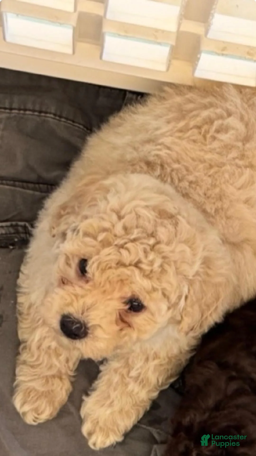 Toy Poodle dogs for sale: Toast - Ad 1